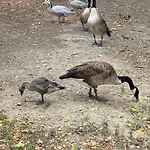 Alojamento de Acomodação e Pequeno-almoço La Seigneurie De Tillac