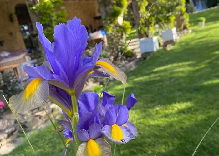 Bed and breakfast La Seigneurie De Tillac