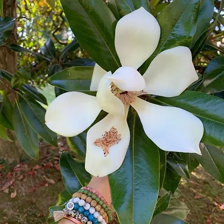 住宿加早餐酒店 La Seigneurie De Tillac