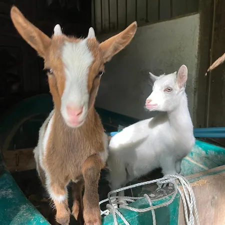 La Seigneurie De Отель типа 