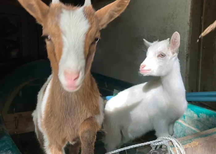 La Seigneurie De B&B 3*